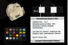Foto (Objekt + Etiketten) von Eodromites grandis (von Meyer, 1857) 